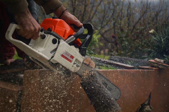 tree removal wellington