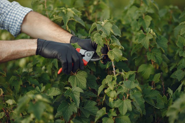 tree service wellington