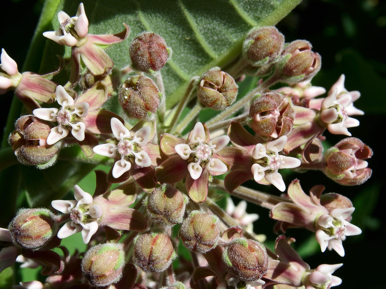How to Identify Common Milkweed Seedlings in Your Garden