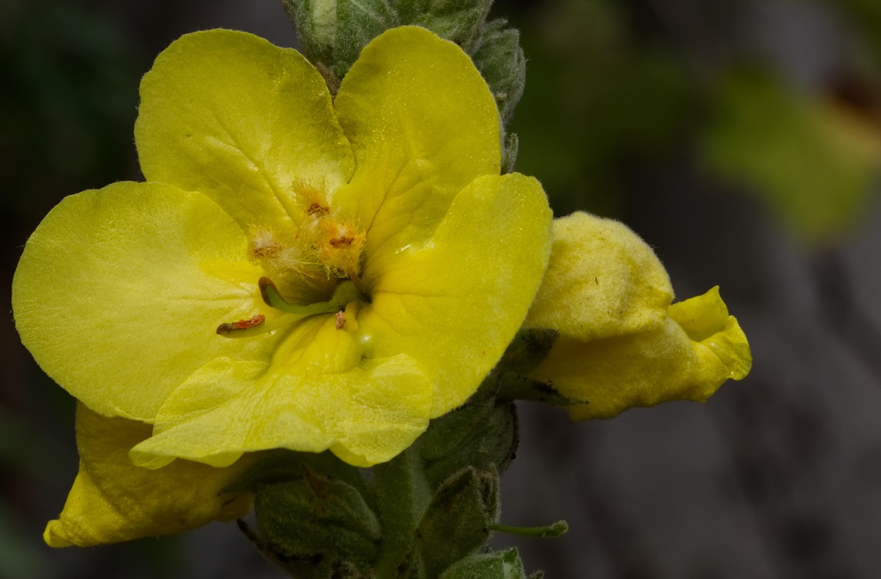 How to Process the Mullein Plant: A Complete Herbal Guide