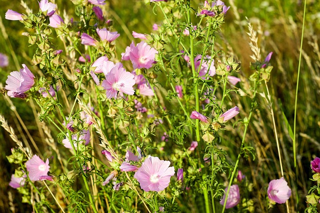 How to Use Common Mallow Root for Natural Remedies