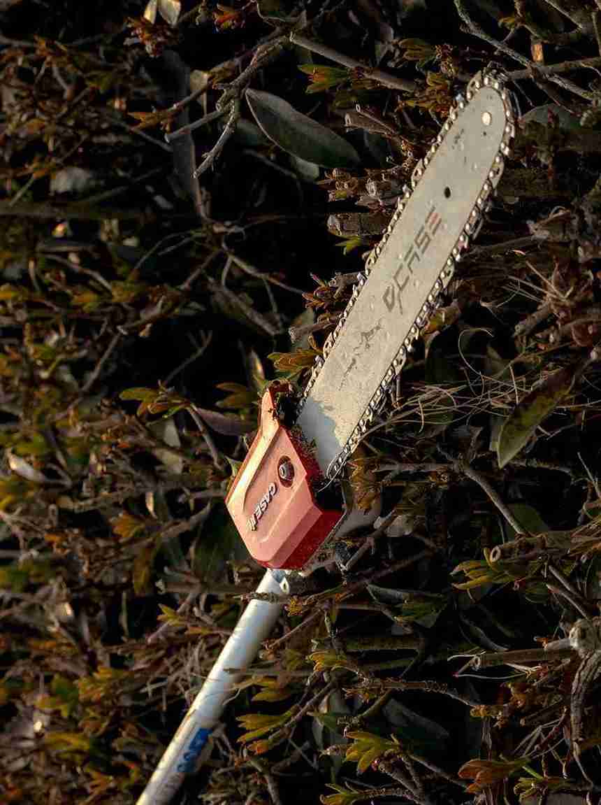 tree pruning service in Fort Collins