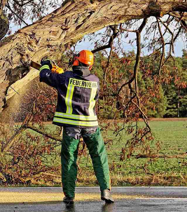 tree removal Fort Collins CO