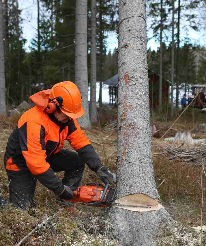 tree removal in Fort Collins