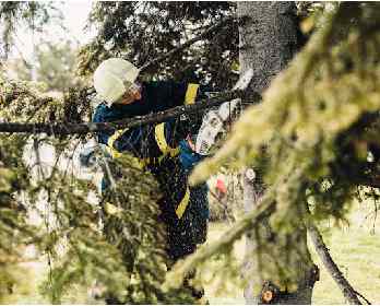 tree removal windsor