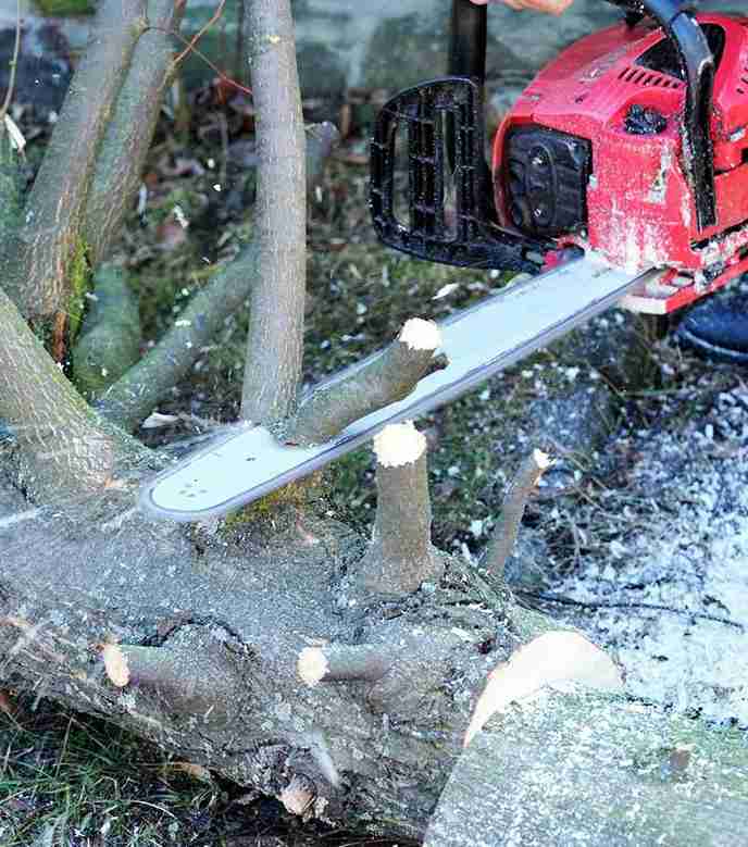 tree trimming Fort Collins CO