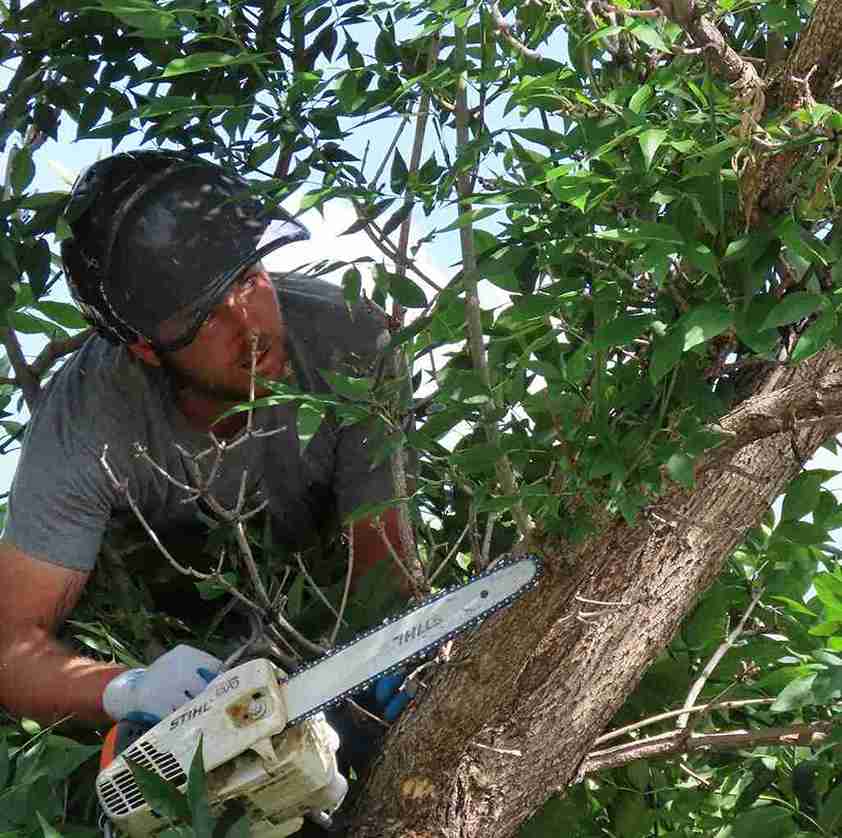 tree trimming Fort Collins