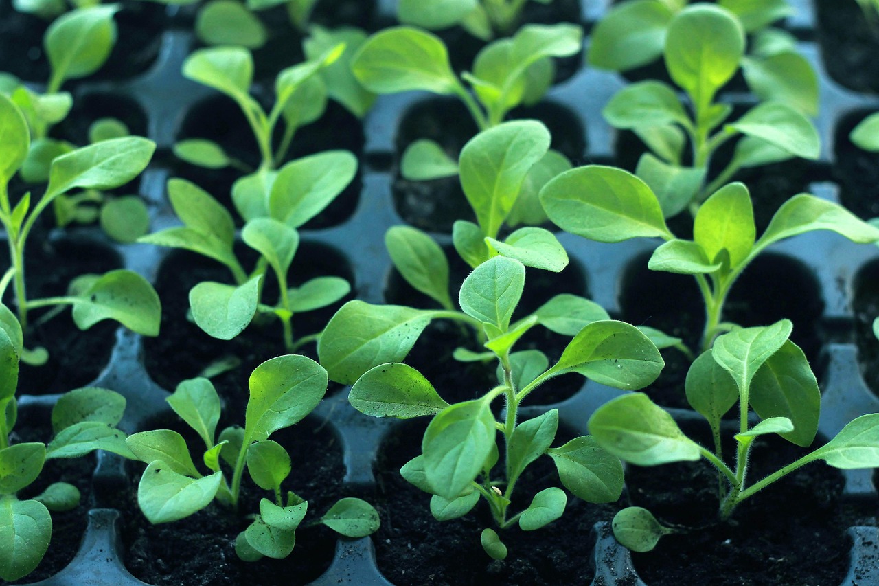 Showy Milkweed Seedling Care: Growing Tips for Success