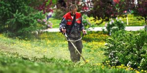 Common Purslane: What Is Portulaca oleracea? 