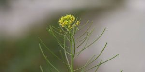 Identifying Purslane 