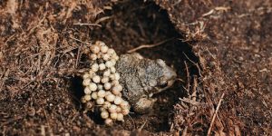 Sowing Purslane Seeds 