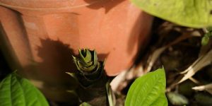 How Fast Do Showy Milkweed Seedlings Develop? 
