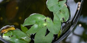 Watering Young Showy Milkweed
