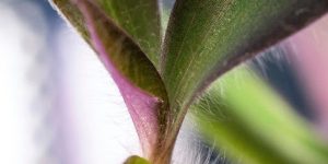Troubleshooting Common Seedling Challenges & Growth Tips
