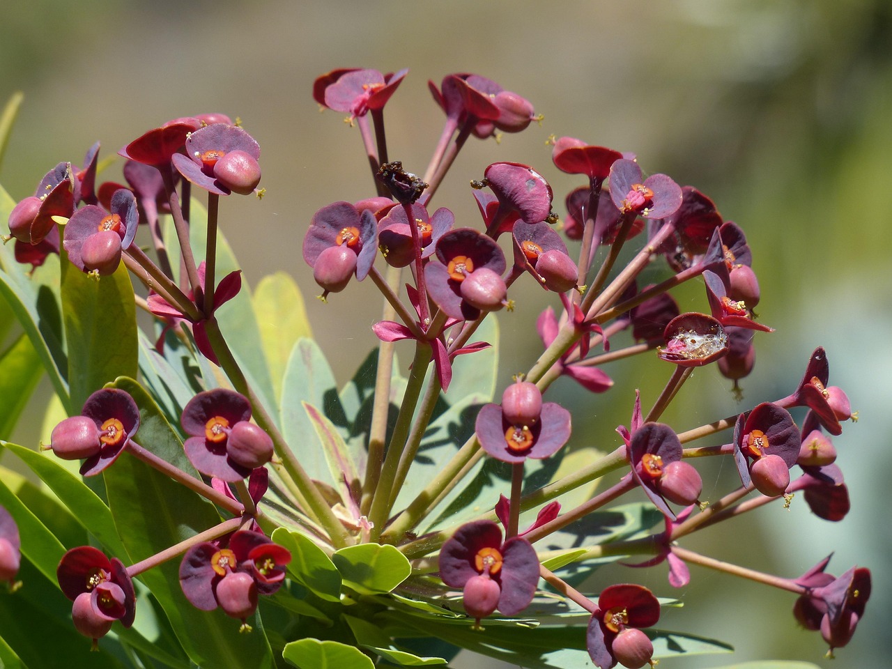 Caring for a Showy Milkweed: Tips for Healthy Growth