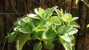 How to care for Showy Milkweed plants