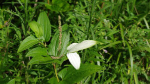 Showy Milkweed planting and maintenance guide
