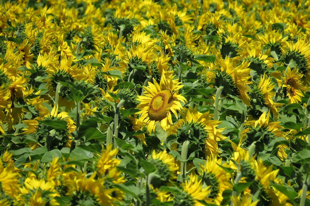 Small Yellow Flower Looks Like Sunflower: Identification & Care
