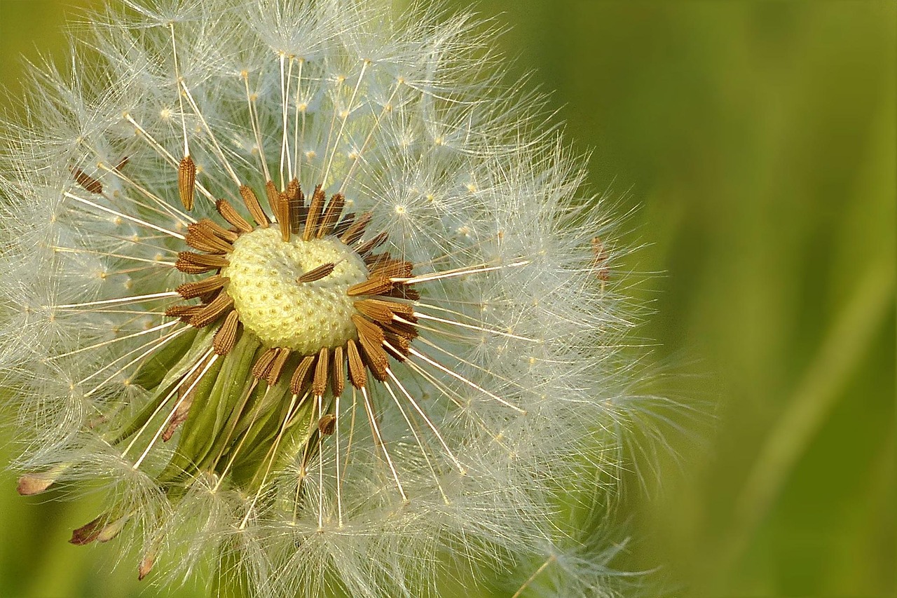 Common Lambsquarters Seed: Identification, Uses & Control
