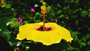 small sunflower-looking flower