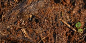 Seed Biology & Dormancy 