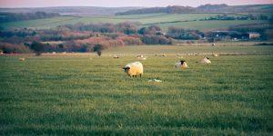 Impact on Crops 
