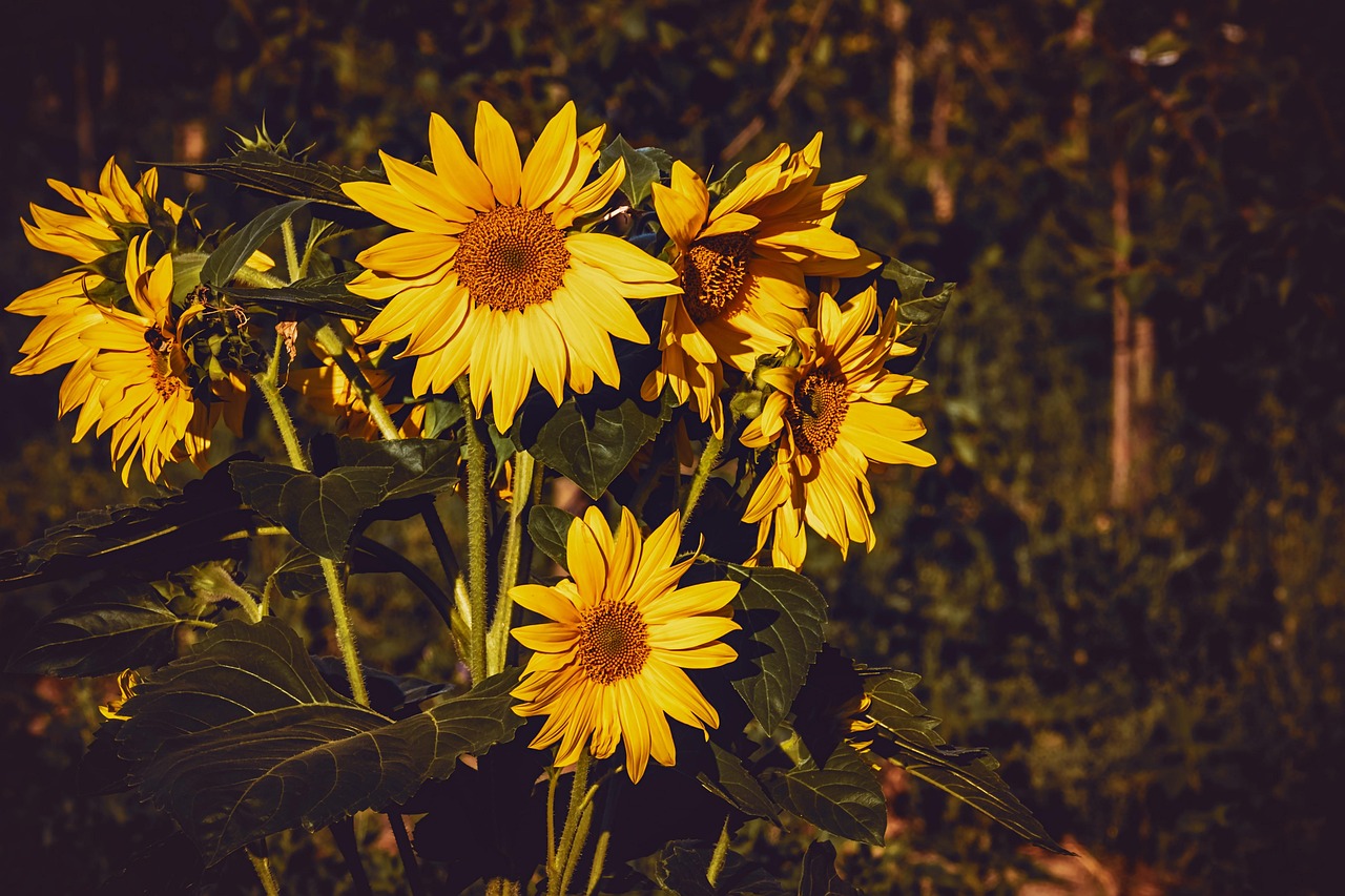 Common Sunflower Seedling: Growth Tips and Care Guide