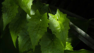 Common Sunflower Seedlings