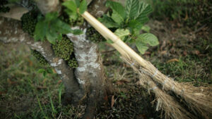 How To Assess And Modify Quaking Aspen Water Requirements