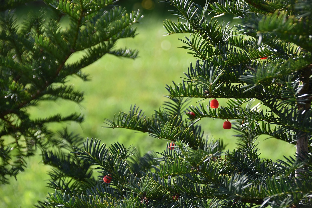 Is Douglas Fir Good for Outdoor Use in Fort Collins’ Climate?