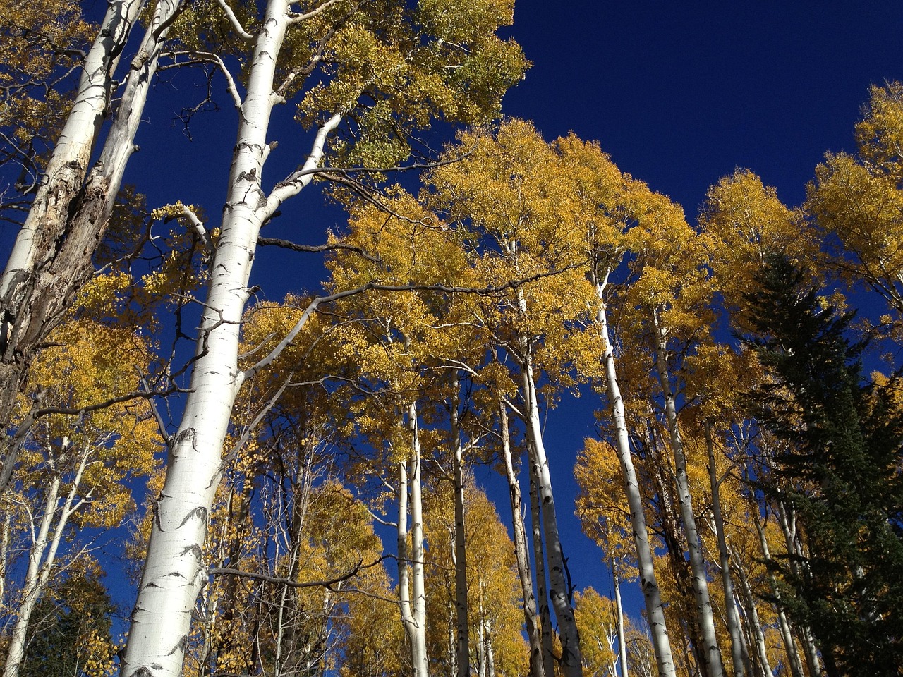 Quaking Aspen Water Requirements in Fort Collins: Seasonal Tips