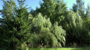Sustaining Quaking Aspen Water Requirements Through Heat