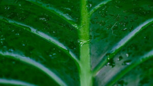 Water Common Sunflower Seedlings