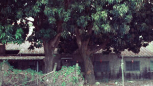 How Long Does It Take for a Tree to Grow