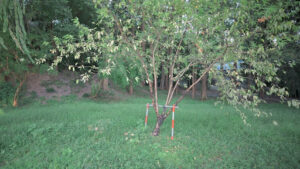 Tree to Grow in Fort Collins Yards