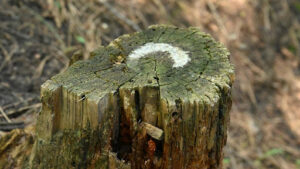 Using Salts In How To Kill A Tree Stump Naturally