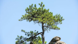 Climate and Elevation Effects on Growth