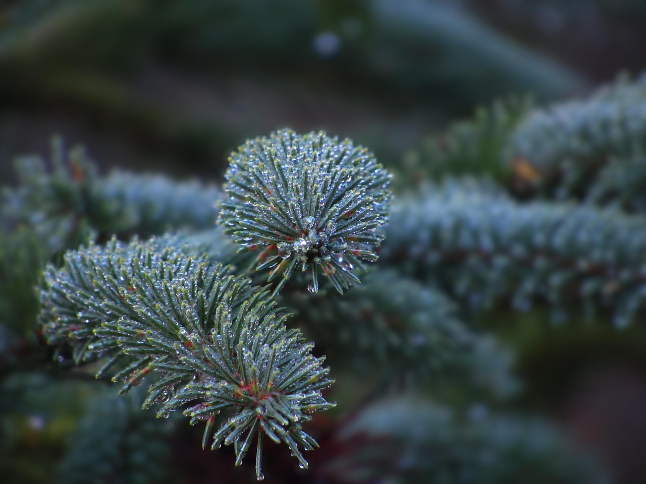 How To Grow Colorado Blue Spruce Bonsai From Seed