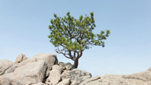 Colorado Blue Spruce as a Bonsai Species