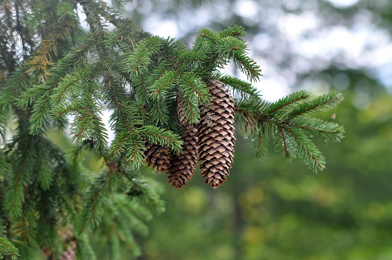 Different Types of Pine Trees for Landscaping in Colorado