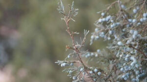 Growing Colorado Blue Spruce Bonsai From Seed