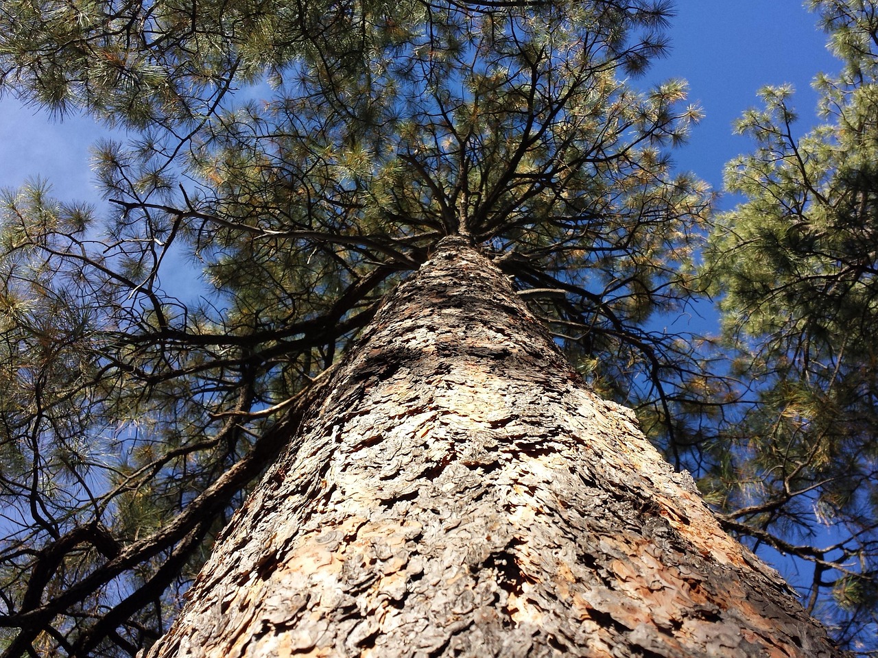 Ponderosa Pine Growth Rate: How Fast Does It Grow?