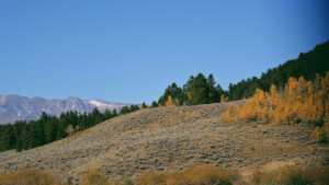 Requirements for Colorado Blue Spruce