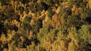 Tips for Different Types of Pine Trees in Colorado