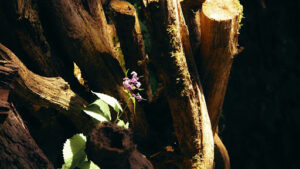 Turning a Stump into a Planter