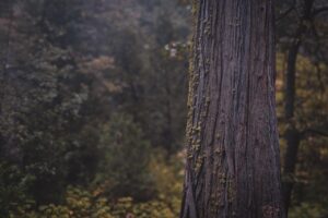 Understanding the Ponderosa Pine