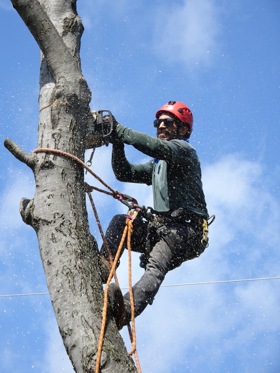 affordable tree trimming service Timnath