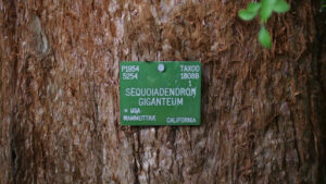 How to identify a lodgepole pine tree