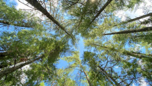 Lodgepole pine identification by needles and cones