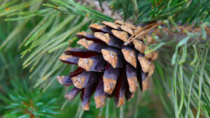 Lodgepole pine tree bark and needle identification guide